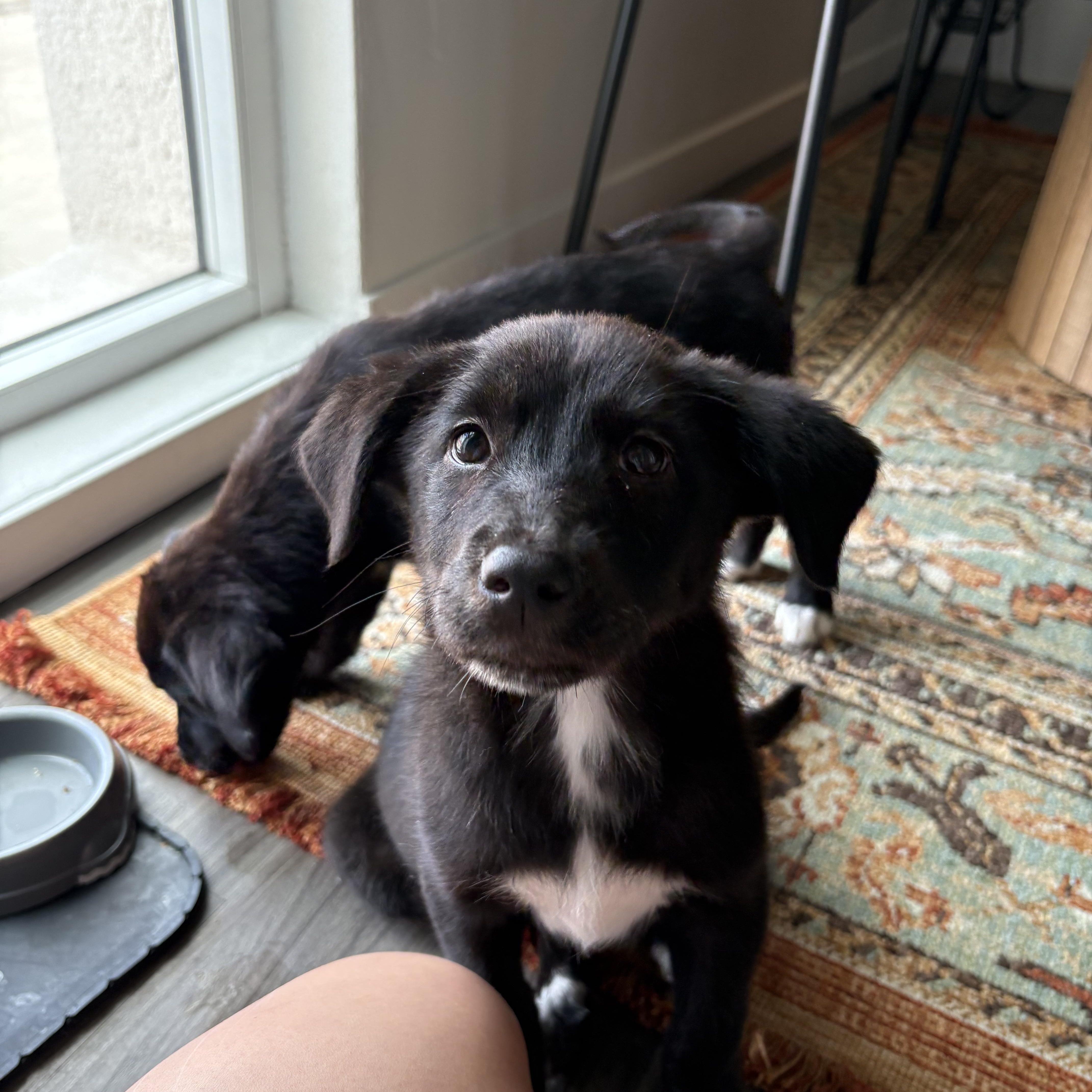 Winona, ADOPTABLE, Puppy Female Labrador Retriever & Border Collie.