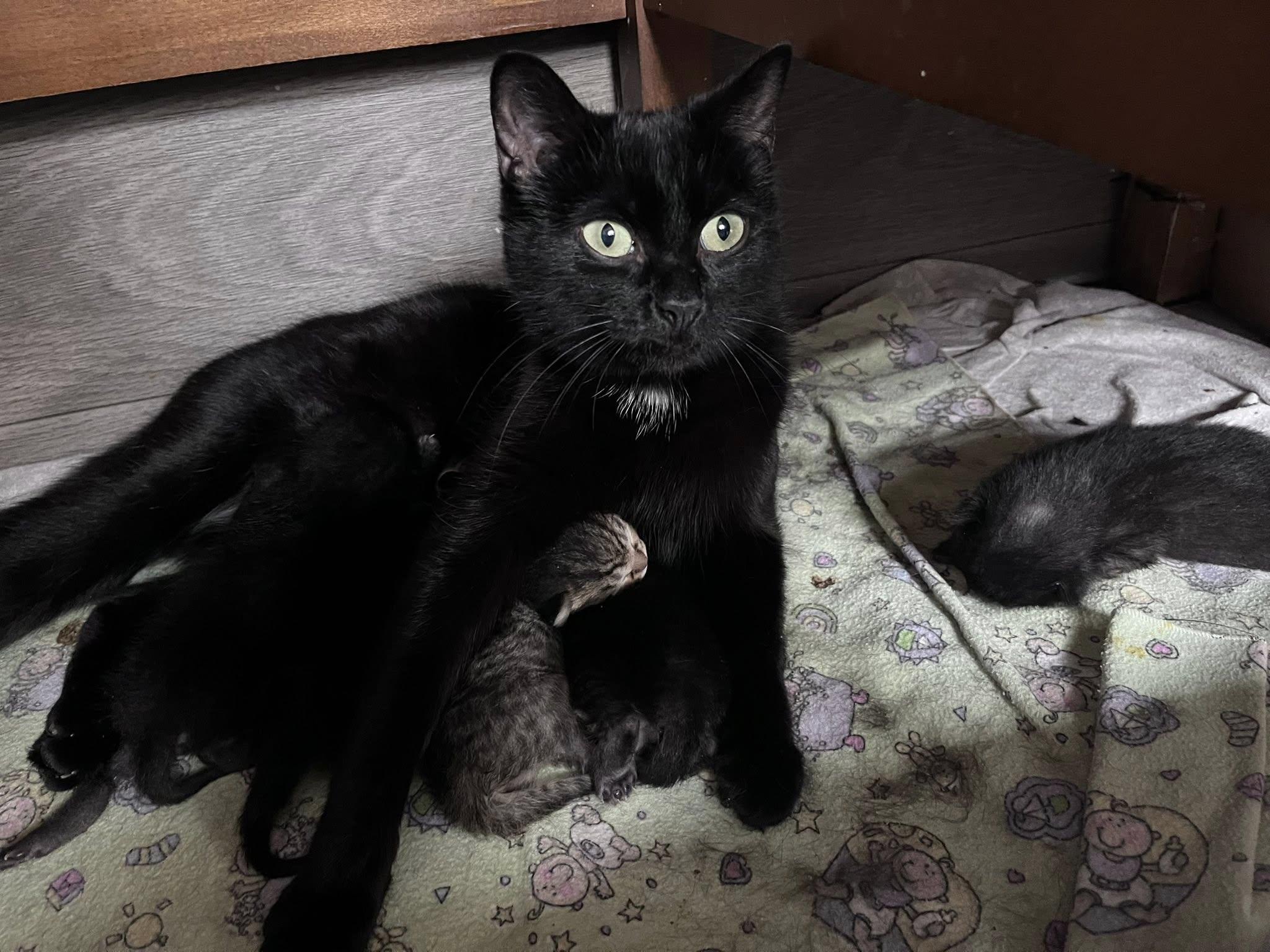 Enlarge Raven & Remmington, a ADOPTABLE Domestic Medium Hair in Brantford, ON image 3/4