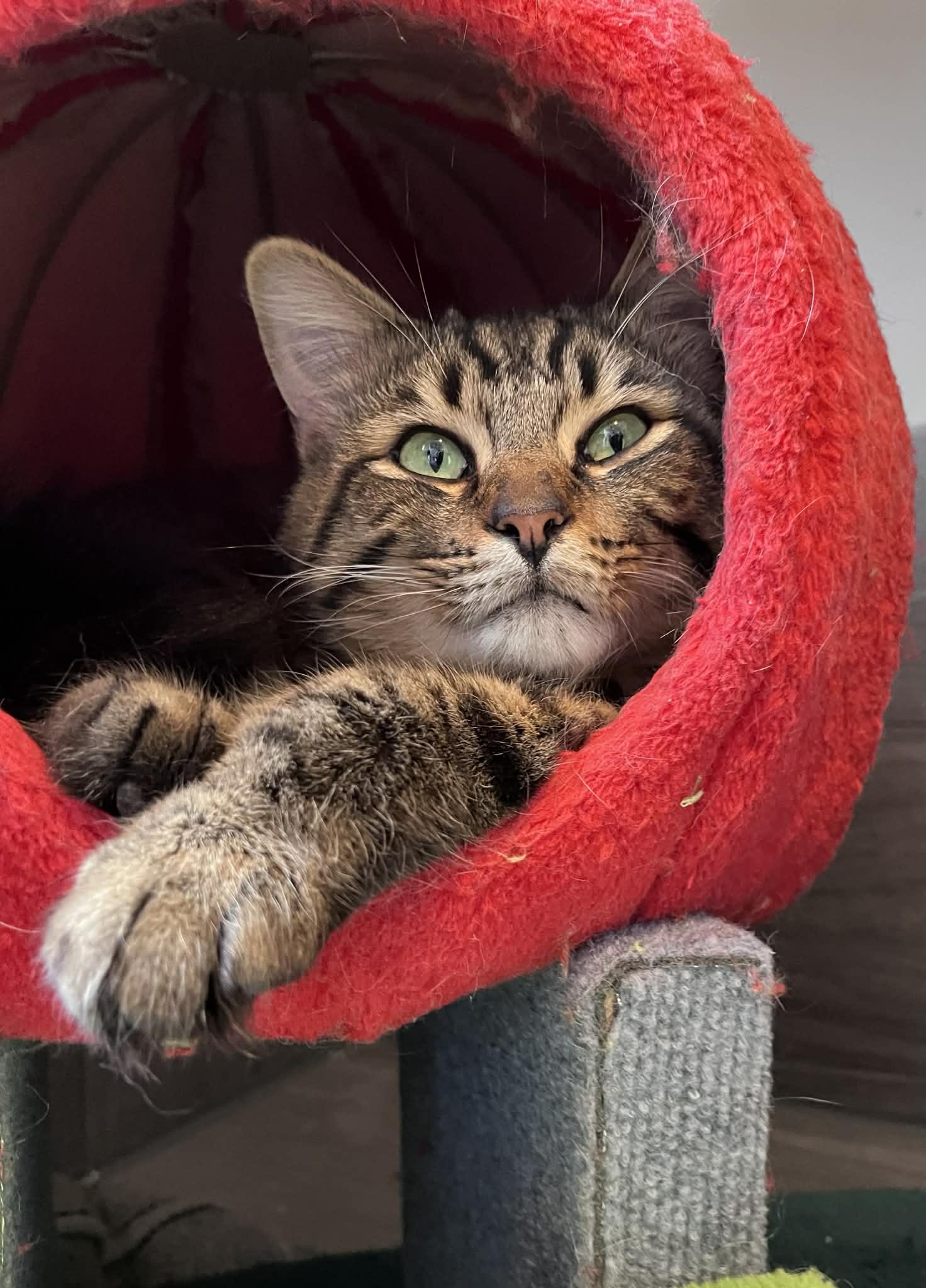 Enlarge Raven & Remmington, a ADOPTABLE Domestic Medium Hair in Brantford, ON image 2/4