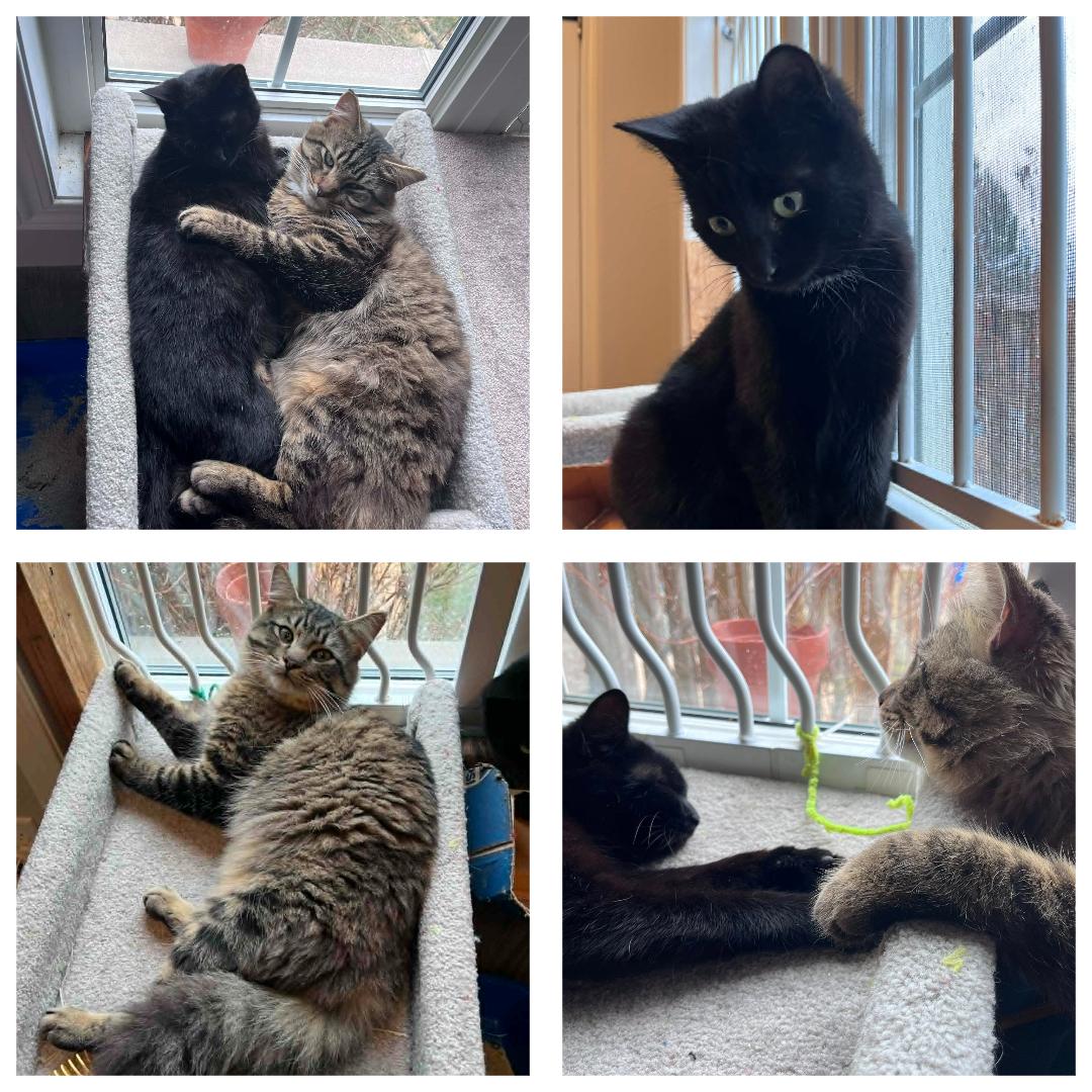 Raven & Remmington, ADOPTABLE, Young Male Domestic Medium Hair.