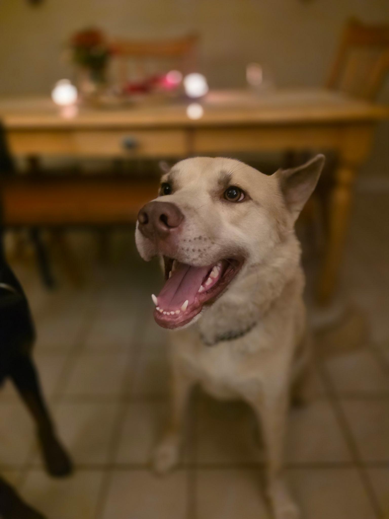 Oso, Adoptable, Adult Male Australian Cattle Dog / Blue Heeler & Siberian Husky.