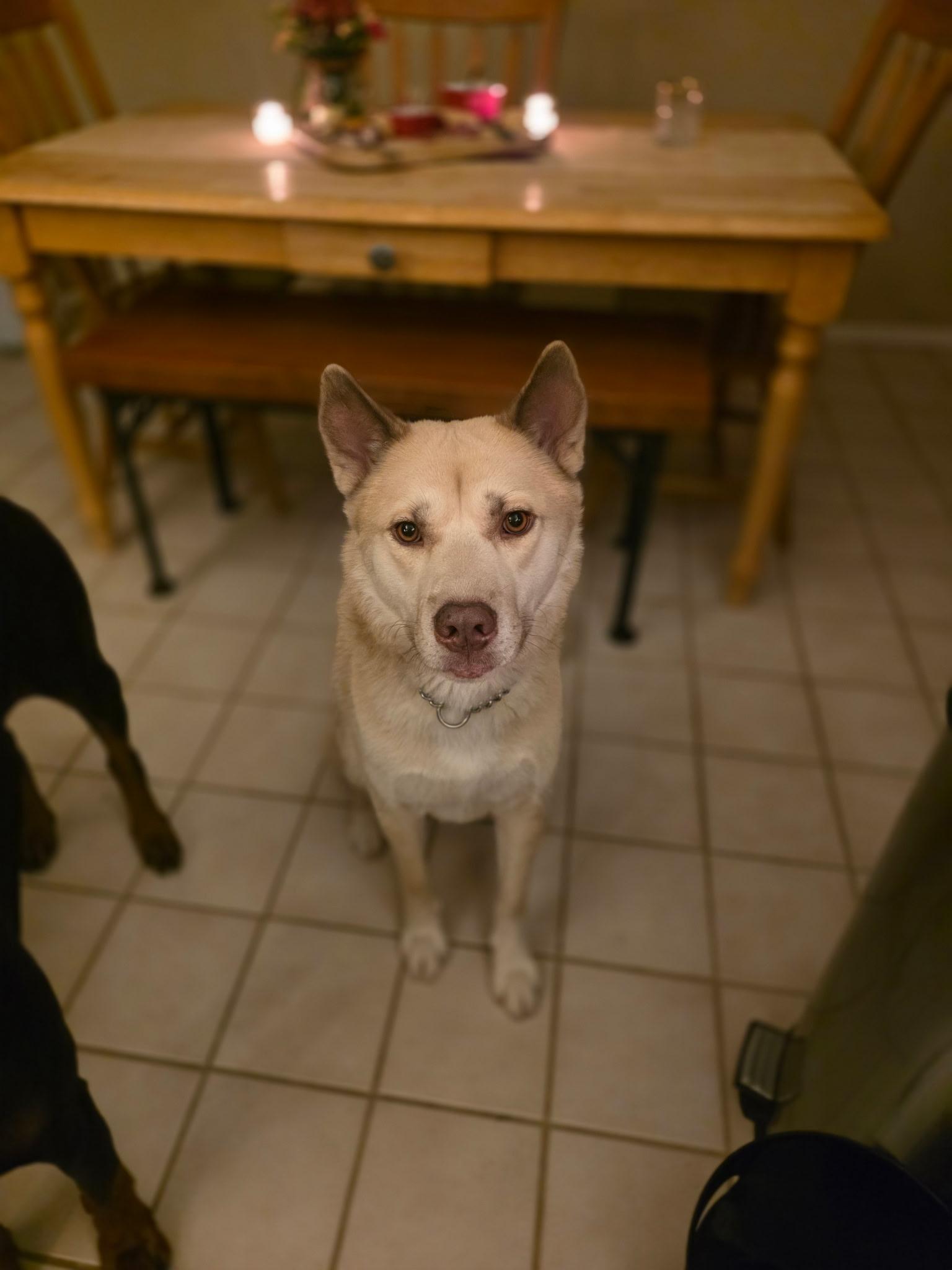 Enlarge Oso, a Adoptable mixed breed in Tucson, AZ image 1/6