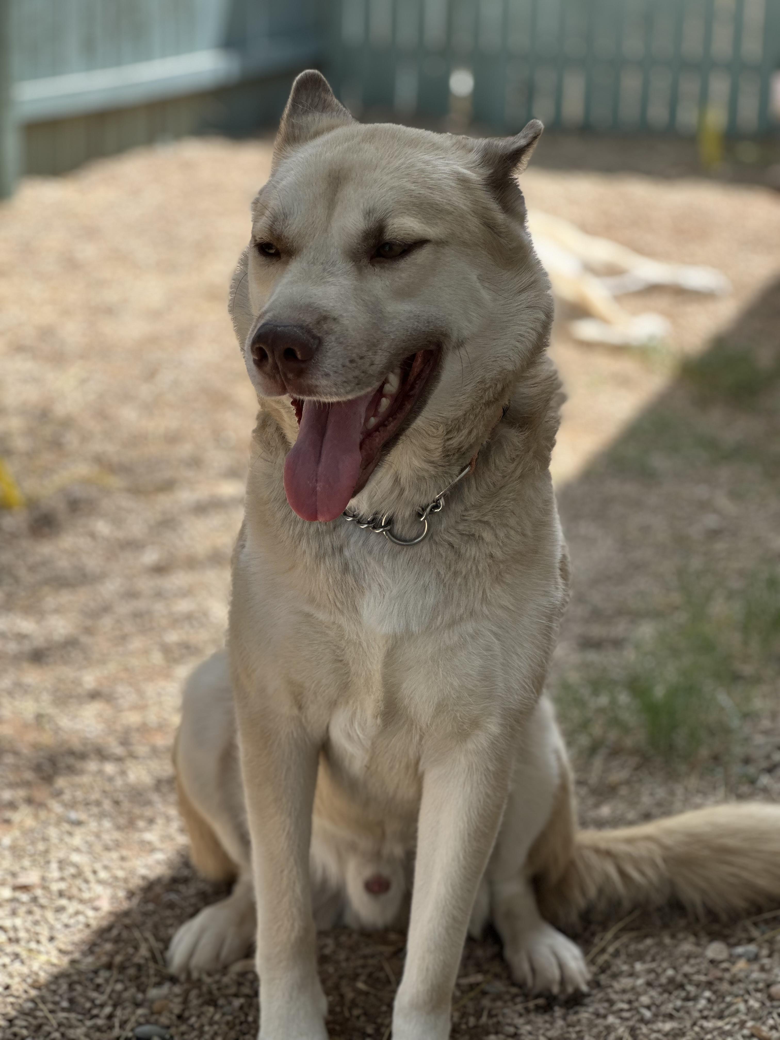 Enlarge Oso, a Adoptable mixed breed in Tucson, AZ image 2/6