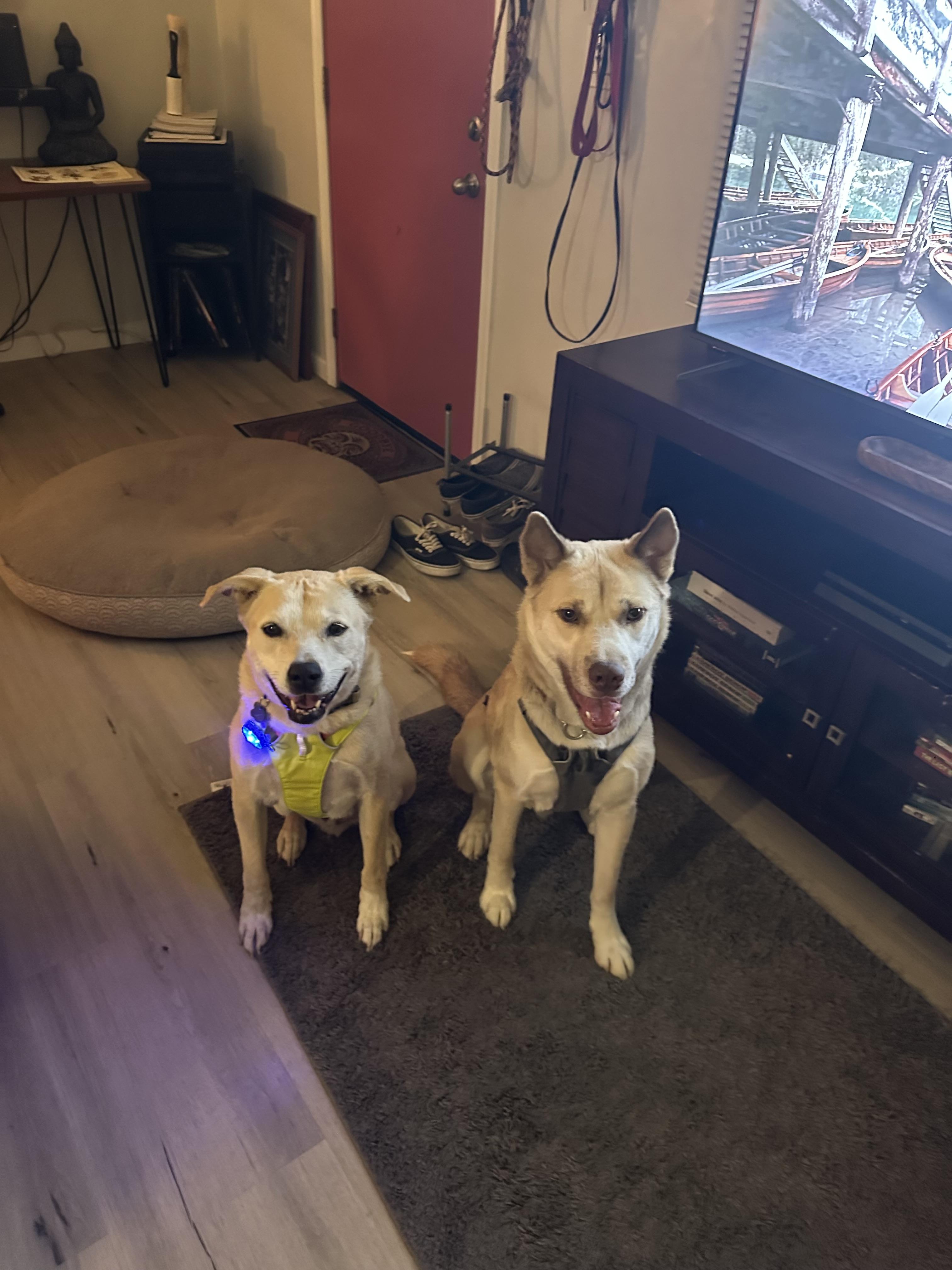 Enlarge Oso, a Adoptable mixed breed in Tucson, AZ image 3/6