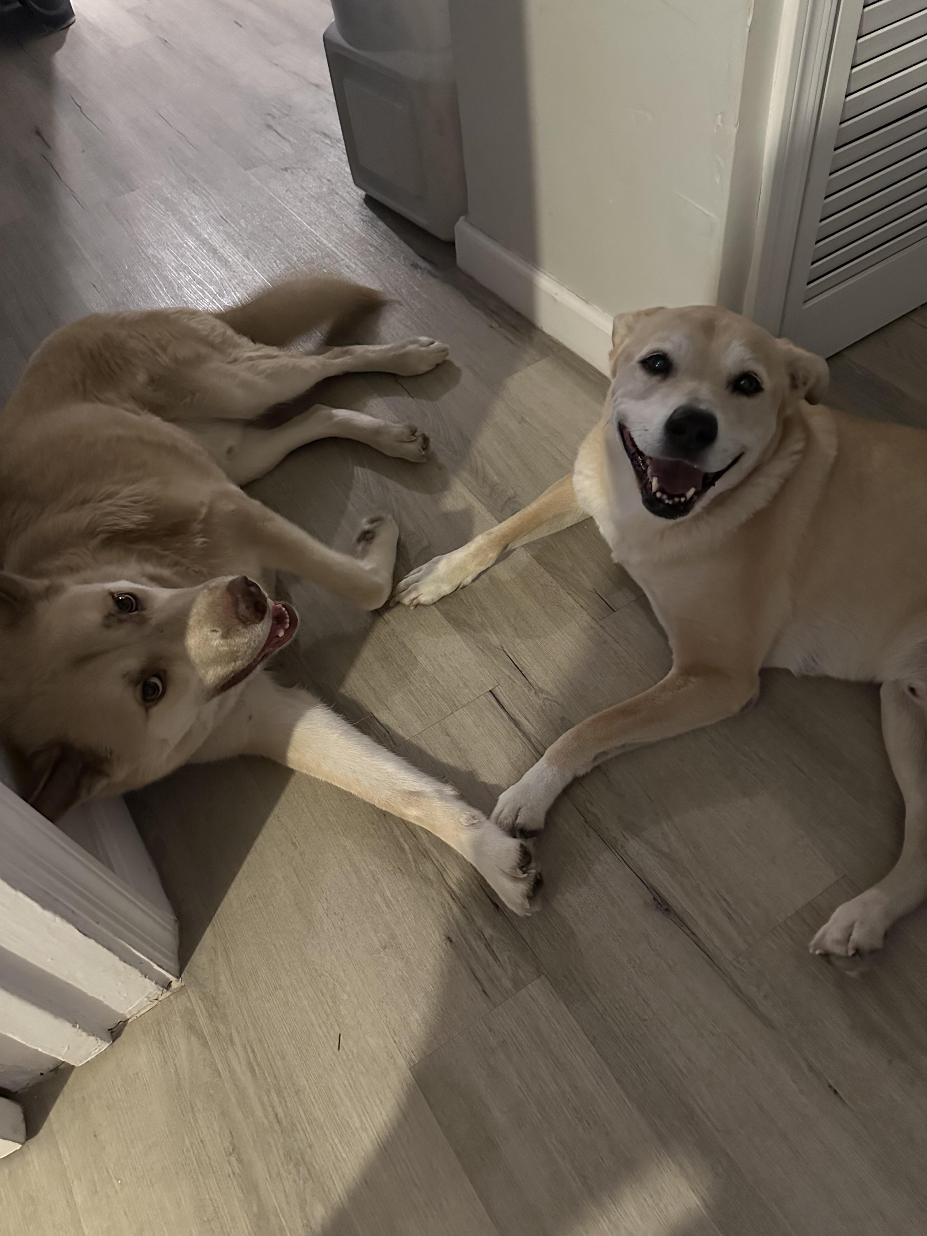 Enlarge Oso, a Adoptable mixed breed in Tucson, AZ image 4/6