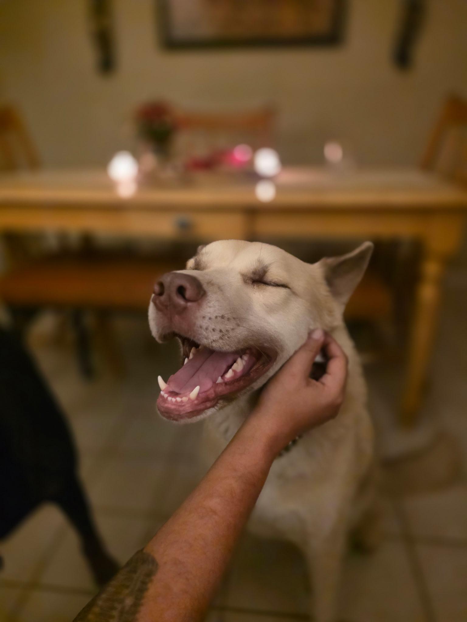 Enlarge Oso, a Adoptable mixed breed in Tucson, AZ image 5/6