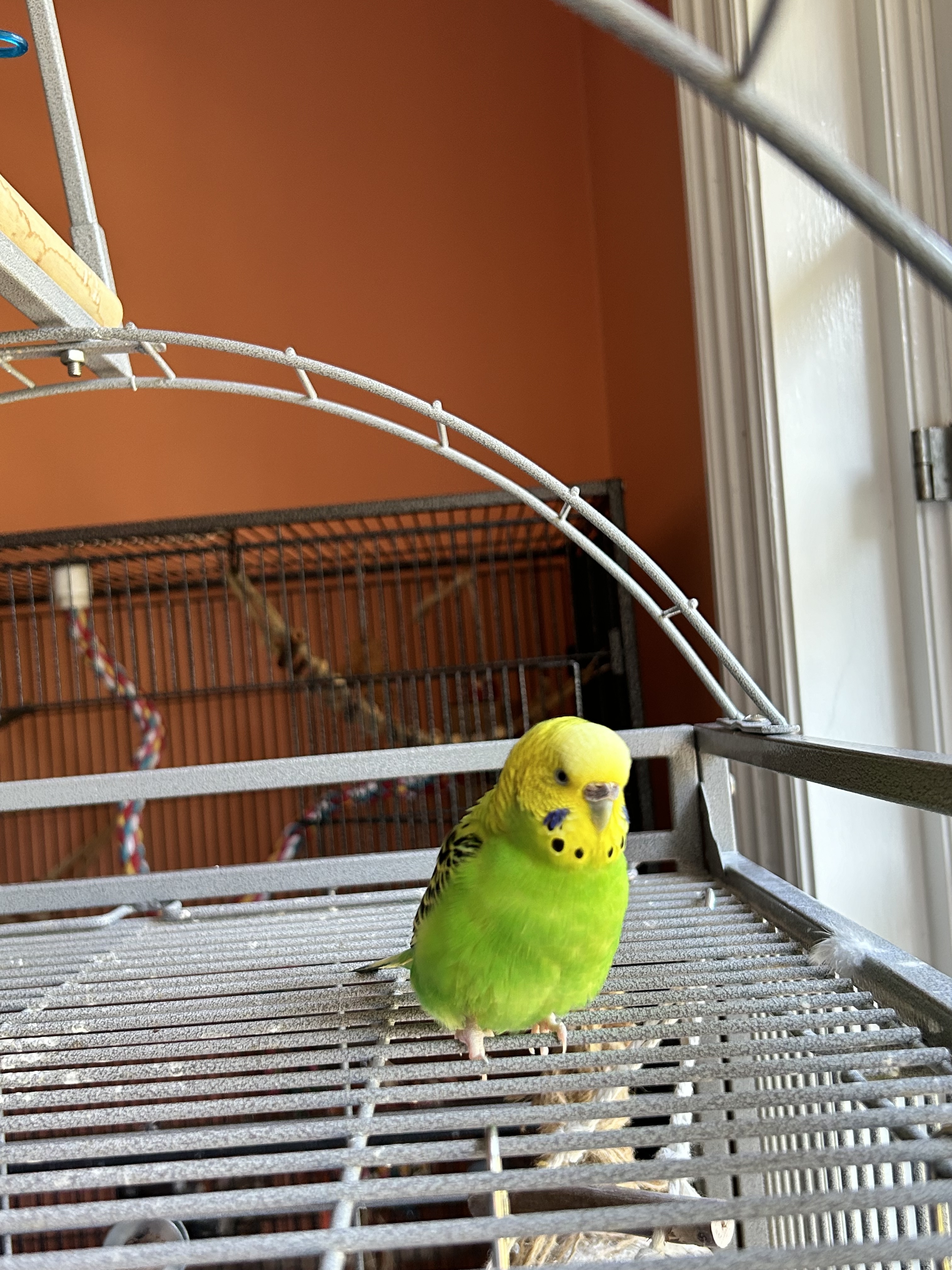 Poppy, Adoptable, Adult Female Budgie / Budgerigar.