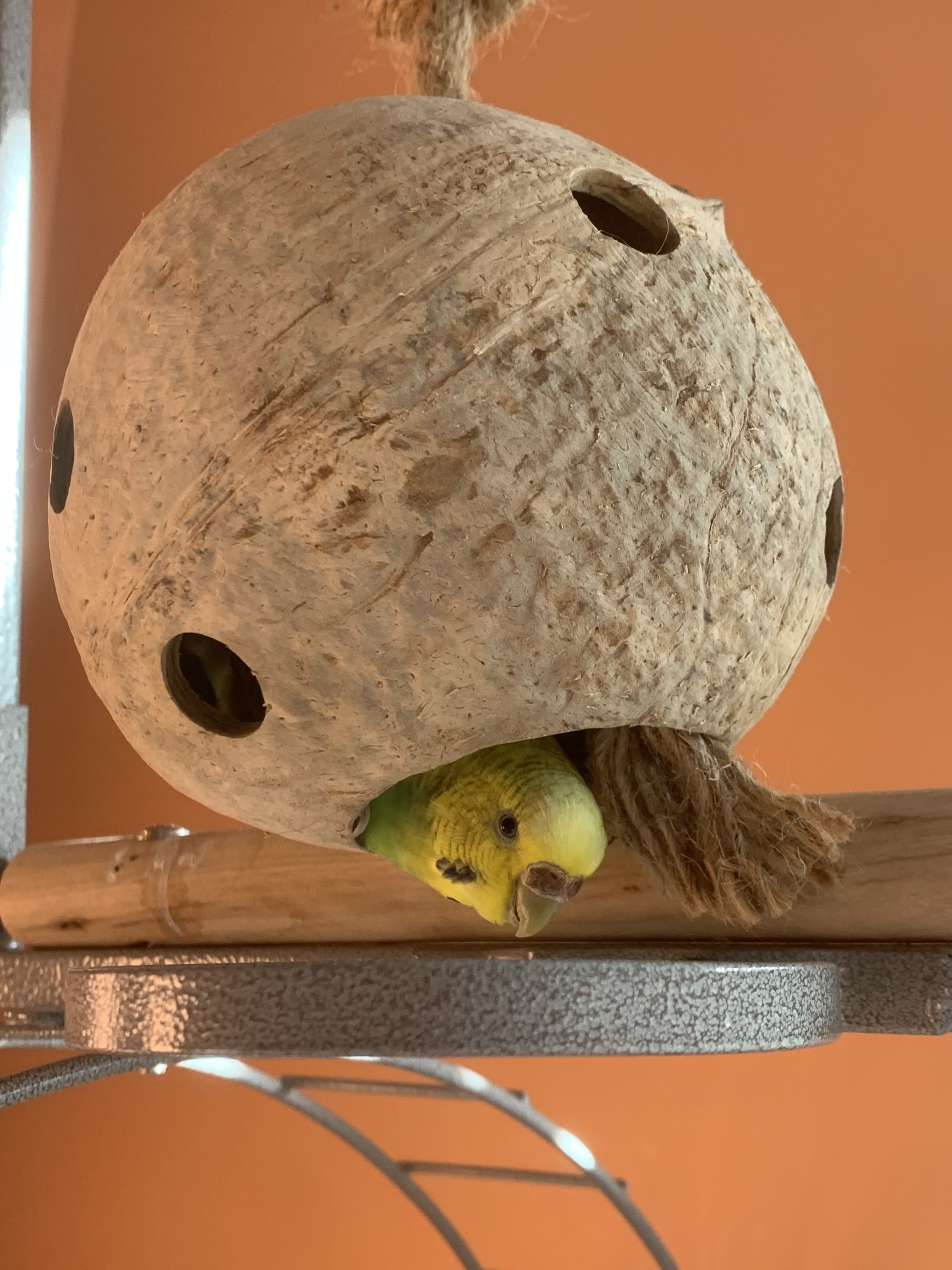Enlarge Poppy, a Adoptable Budgie / Budgerigar in North Babylon, NY image 2/2
