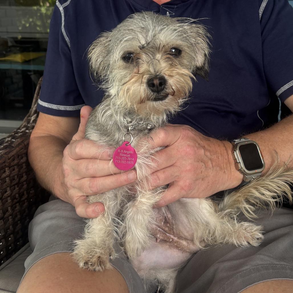Bella Rose, Adoptable, Adult Female Yorkshire Terrier.