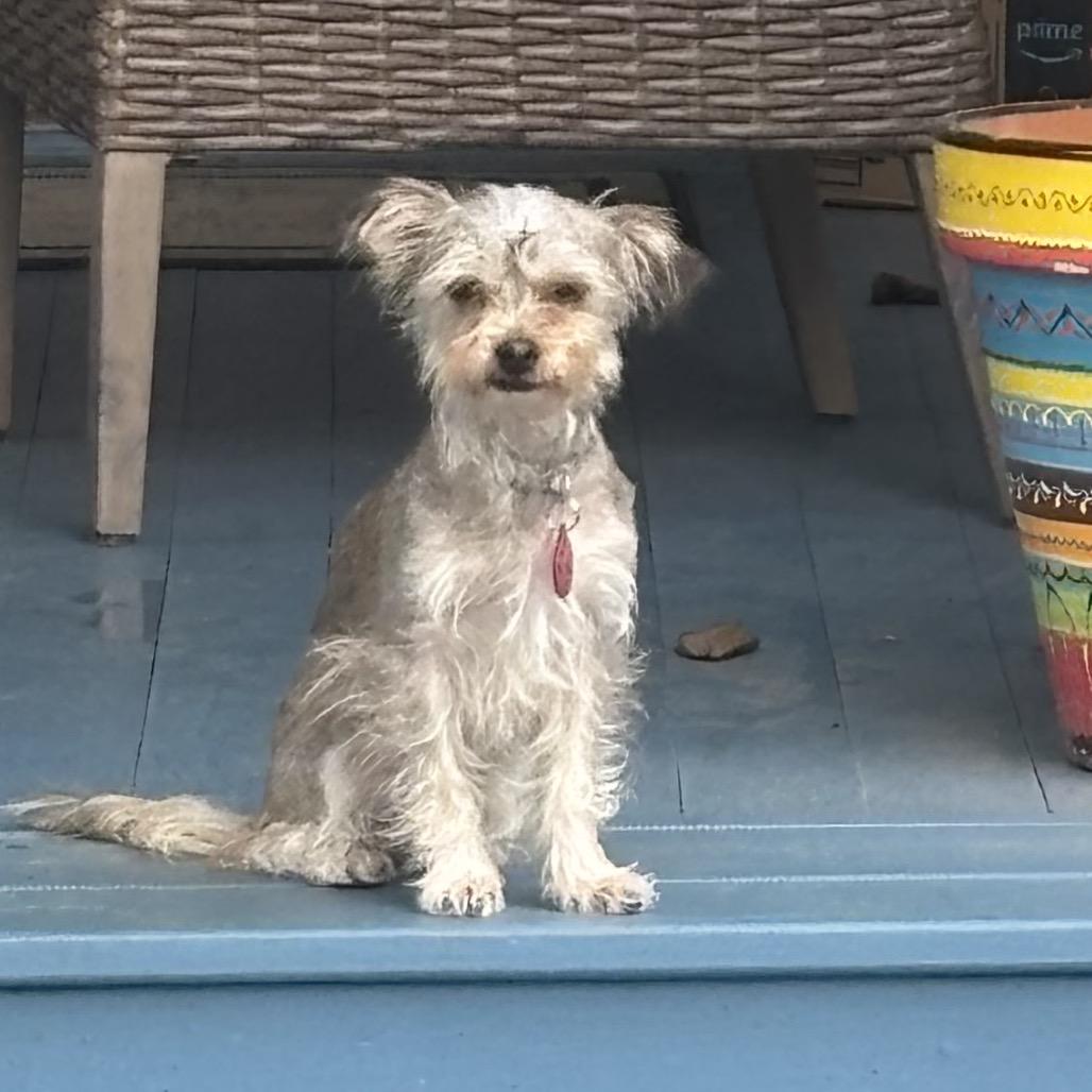 Enlarge Bella Rose, a Adoptable Yorkshire Terrier in Houston, TX image 3/4