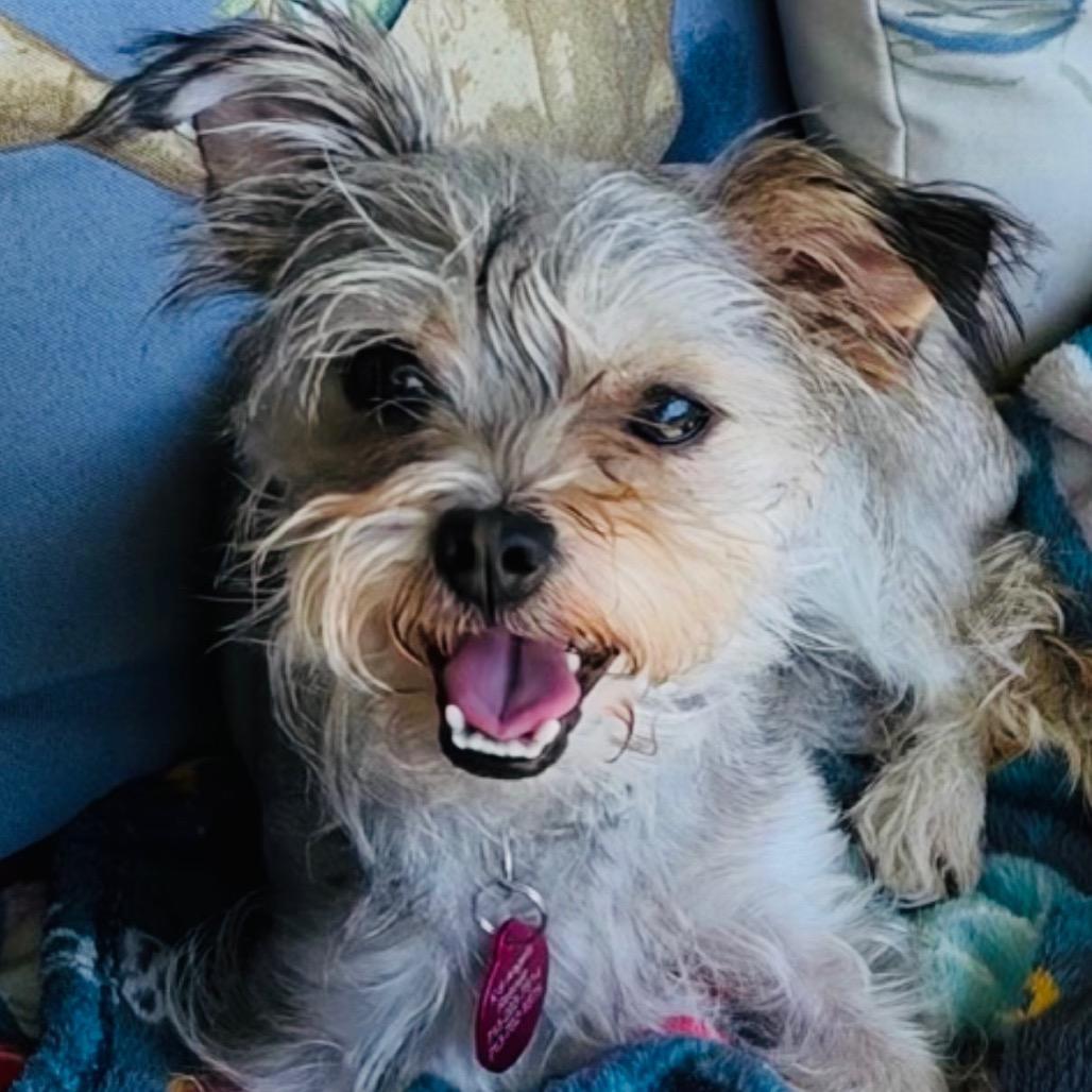 Enlarge Bella Rose, a Adoptable Yorkshire Terrier in Houston, TX image 4/4