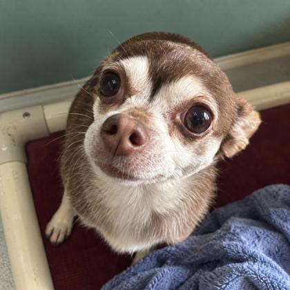 Enlarge Coco Kohi, a Adoptable mixed breed in Cumming, GA image 2/3