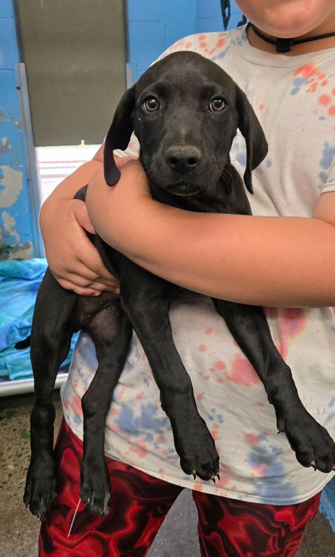 Samantha: Not at shelter (Amy), Adopted, Puppy Female German Shorthaired Pointer & Pit Bull Terrier.
