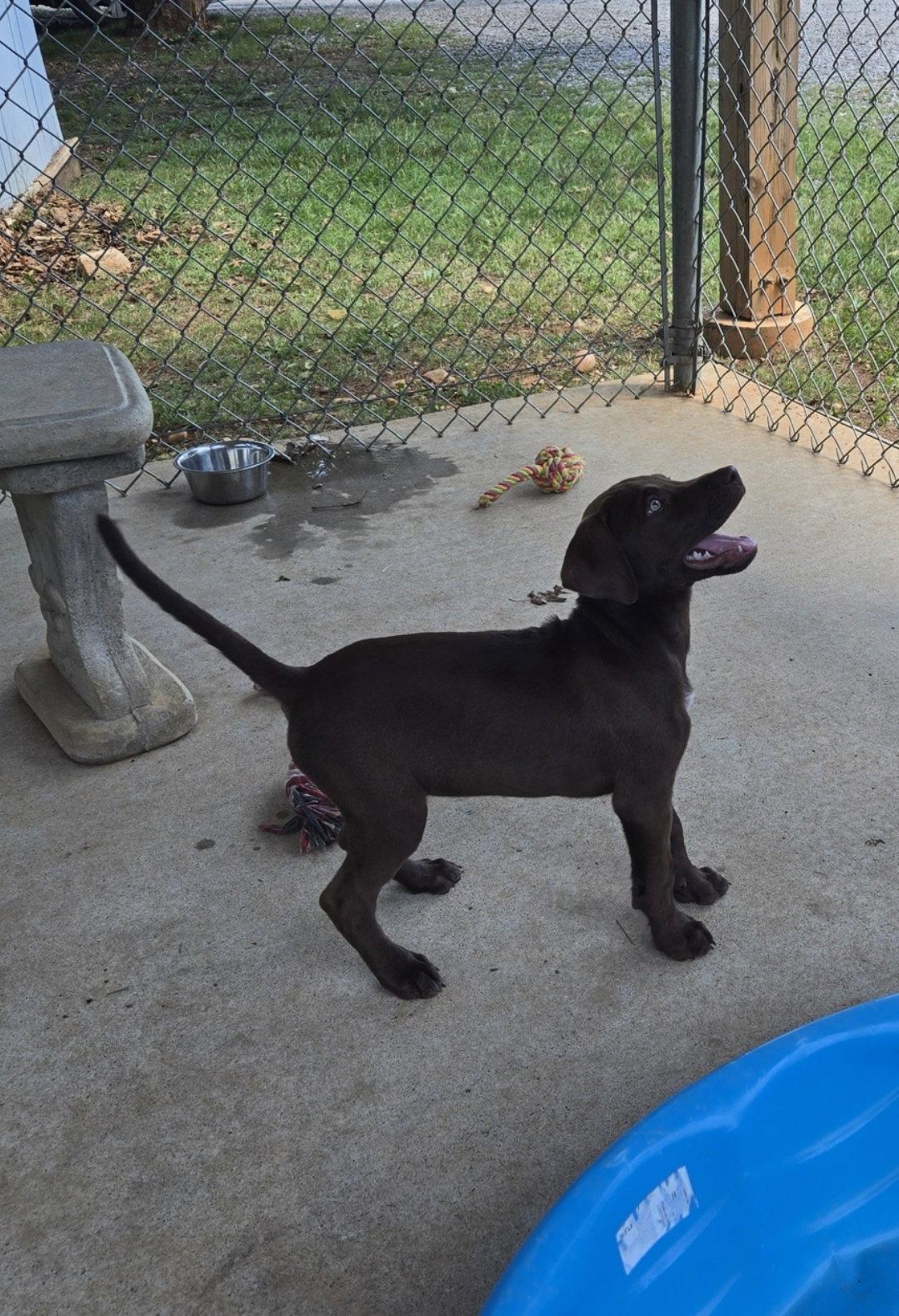 Enlarge Samantha: Not at shelter (Amy), a Adopted mixed breed in Rustburg, VA image 2/3