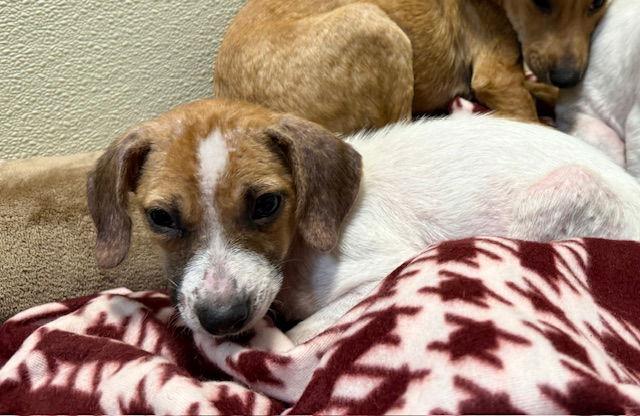 Laila, Adoptable, Puppy Female Dachshund & Chihuahua.