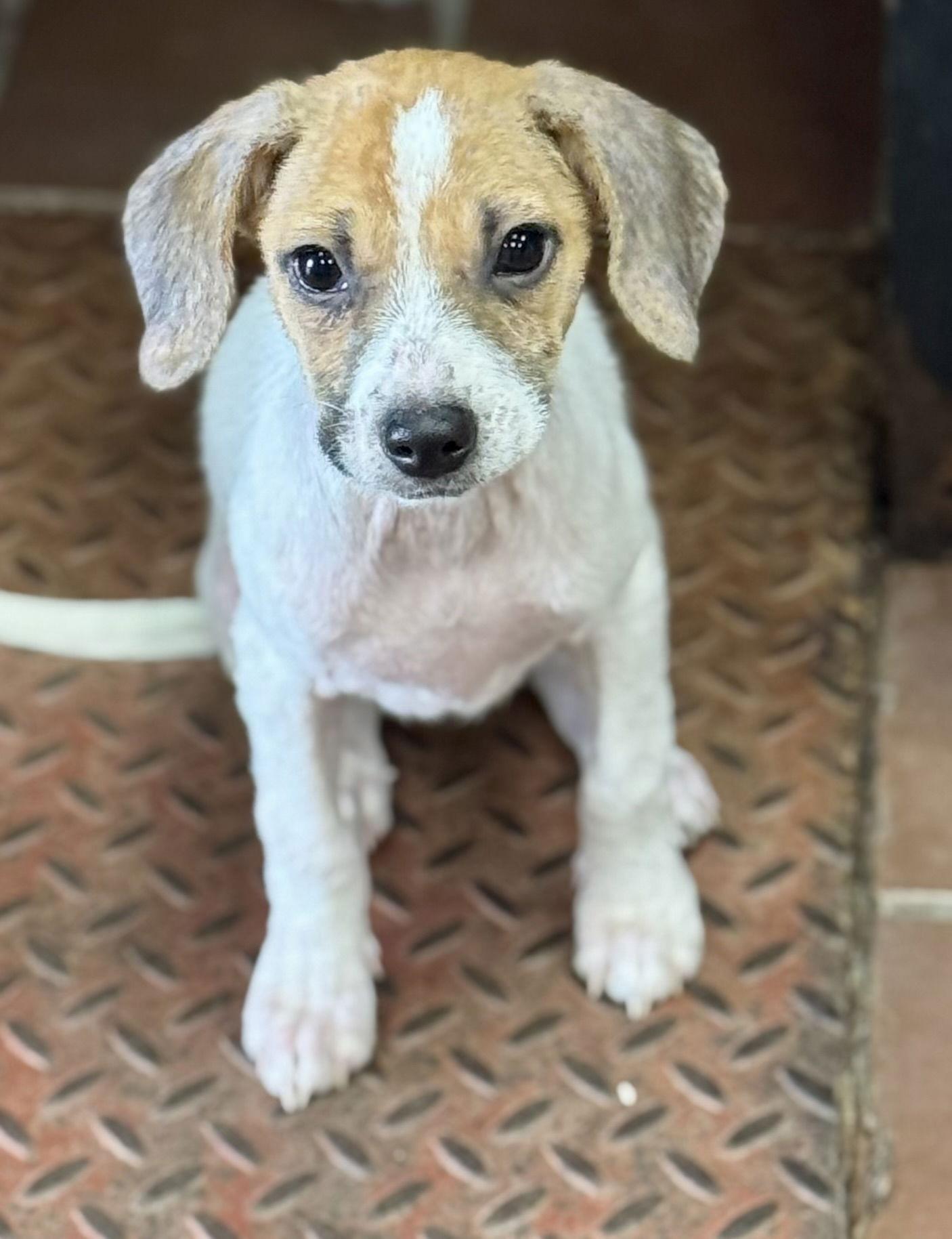 Laila, a Adoptable mixed breed in Lake Hopatcong, NJ image 2/2