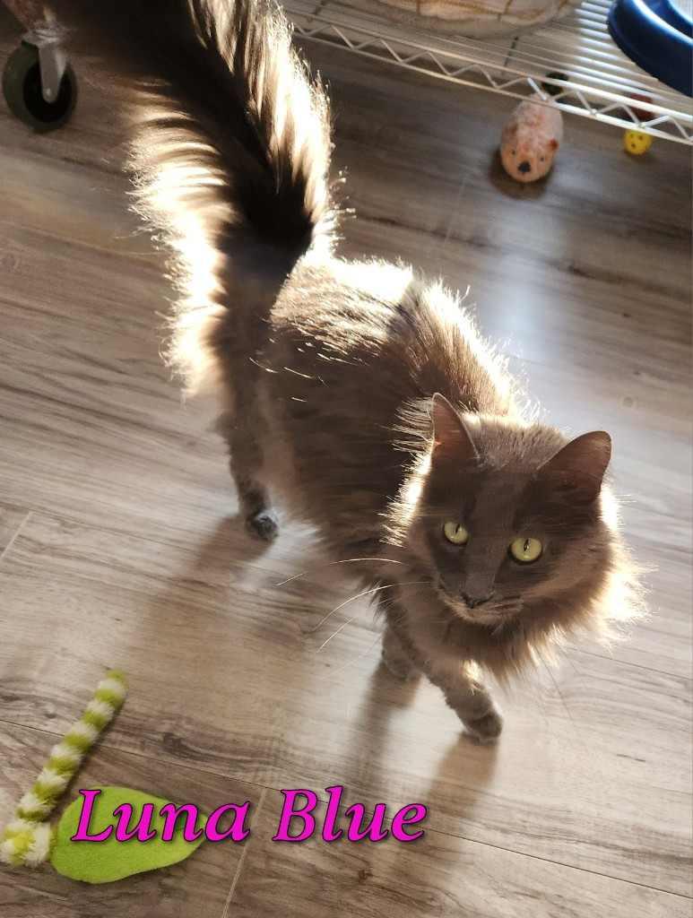 Luna Blue