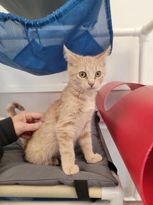 Squash, Adoptable, Kitten Female Domestic Short Hair & Domestic Short Hair.