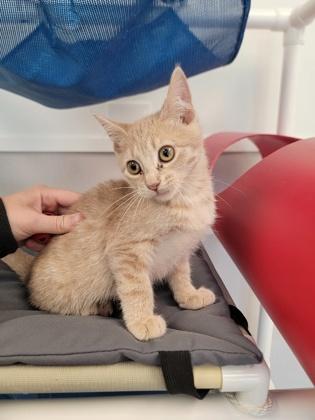 Enlarge Squash, a Adoptable mixed breed in Fergus Falls, MN image 2/2