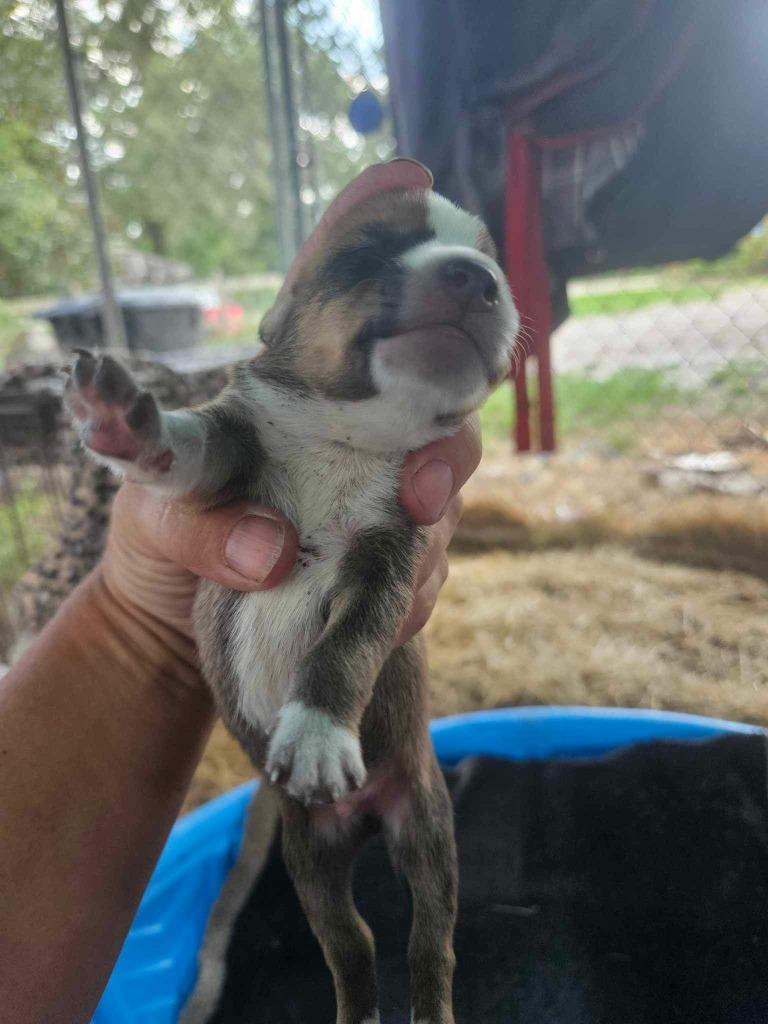 Freddy, Adoptable, Adult Male Australian Shepherd.