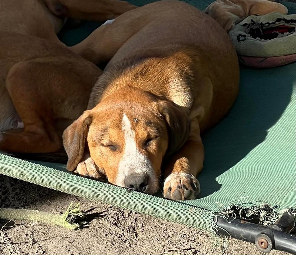 Enlarge Freddy, a Adoptable mixed breed in Waynesville, GA image 2/6