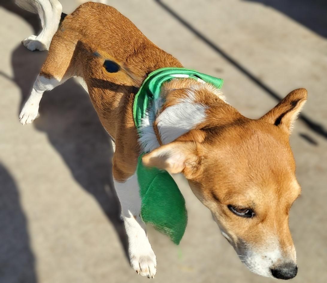 ROWENA, Adoptable, Puppy Female Mixed Breed & Beagle.