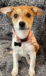 ROWENA, a Adoptable mixed breed in fort worth, TX image 2/4