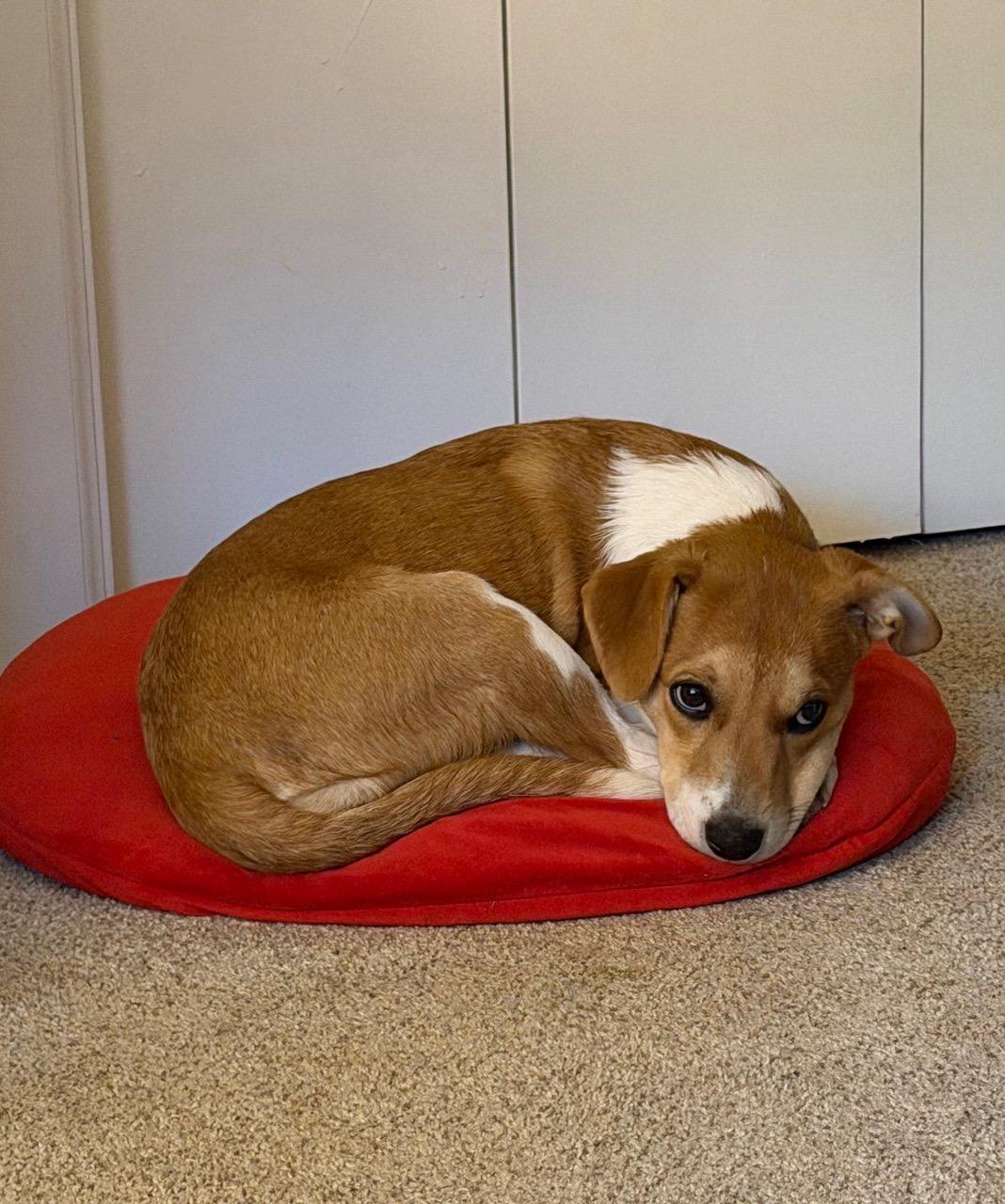 ROWENA, a Adoptable mixed breed in fort worth, TX image 3/4