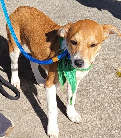 ROWENA, a Adoptable mixed breed in fort worth, TX image 4/4