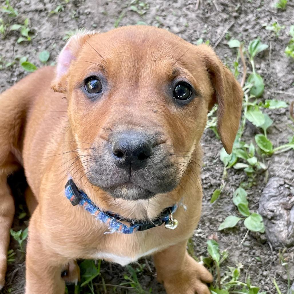 Gill, Adoptable, Puppy Male Black Mouth Cur & Beagle.