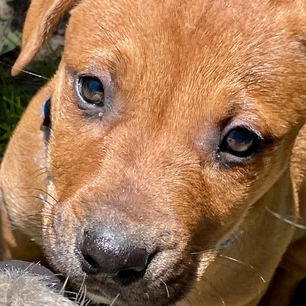 Gill, a Adoptable mixed breed in Metamora, MI image 2/6