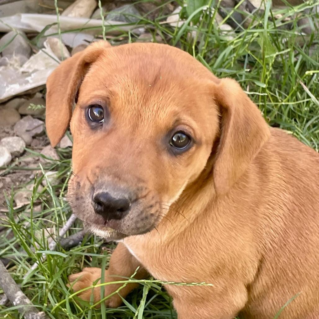 Gill, a Adoptable mixed breed in Metamora, MI image 4/6