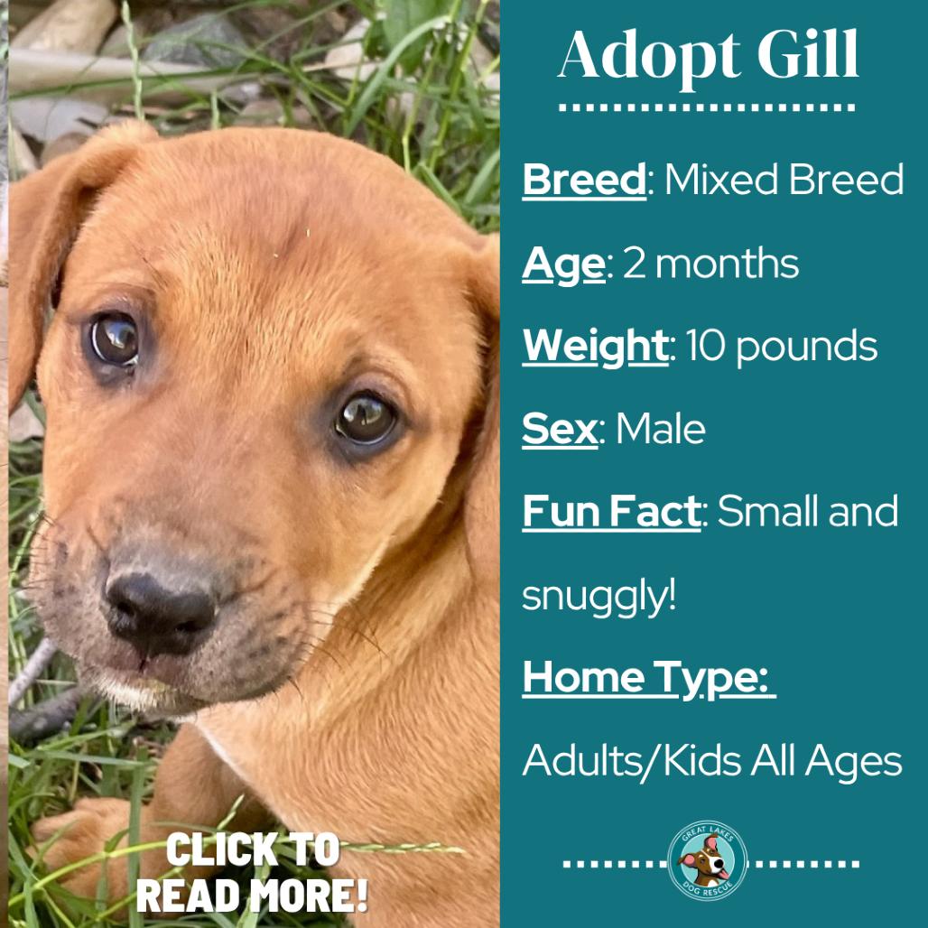 Gill, a Adoptable mixed breed in Metamora, MI image 5/6