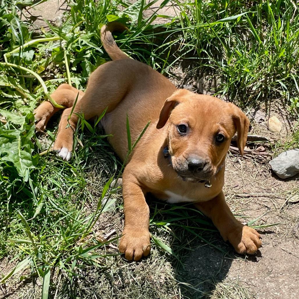 Gill, a Adoptable mixed breed in Metamora, MI image 6/6