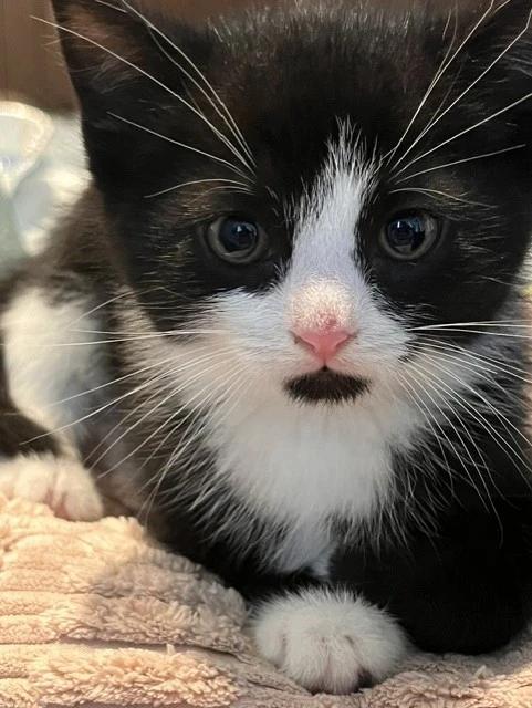 Mickey, Adopted, Kitten Male Domestic Short Hair.