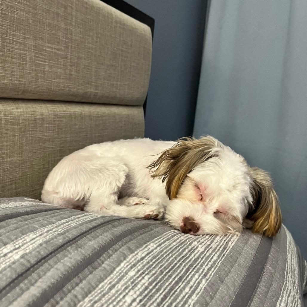 Enlarge Coco, a Adoptable mixed breed in Houston, TX image 1/4