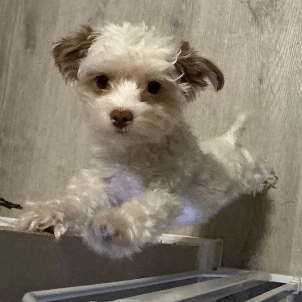 Enlarge Coco, a Adoptable mixed breed in Houston, TX image 3/4