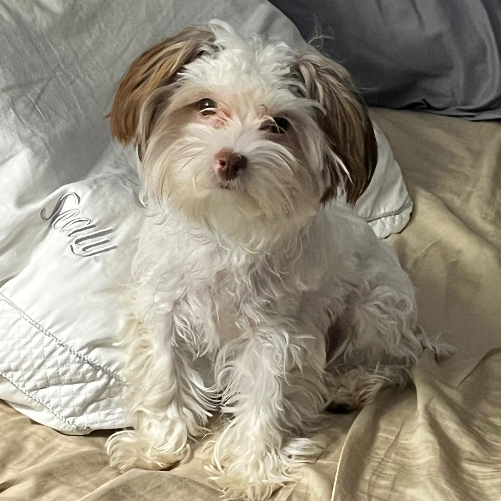 Enlarge Coco, a Adoptable mixed breed in Houston, TX image 4/4