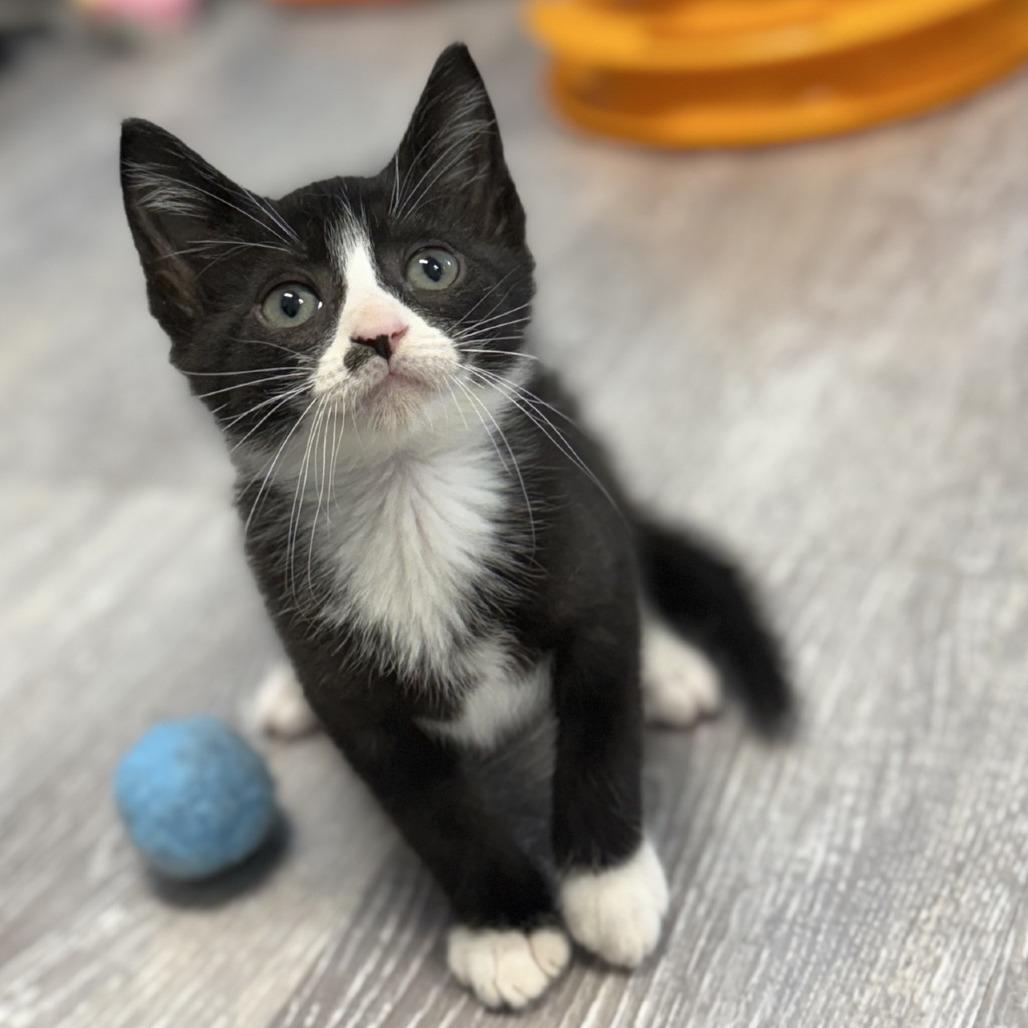 Piano, Adoptable, Kitten Female Domestic Short Hair.
