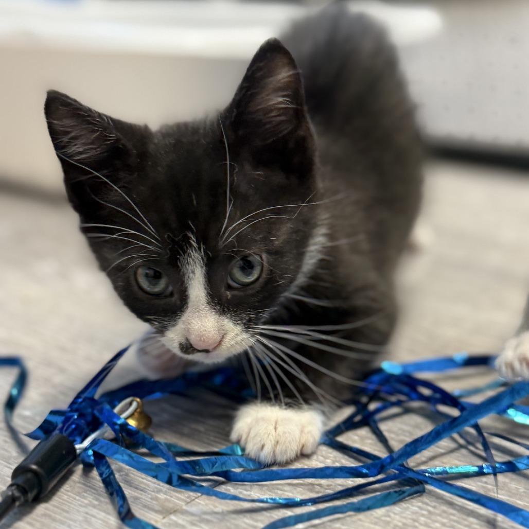 Enlarge Piano, a Adoptable Domestic Short Hair in Ridgely, MD image 2/6