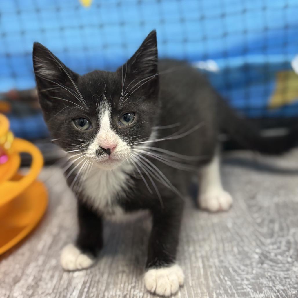 Enlarge Piano, a Adoptable Domestic Short Hair in Ridgely, MD image 3/6