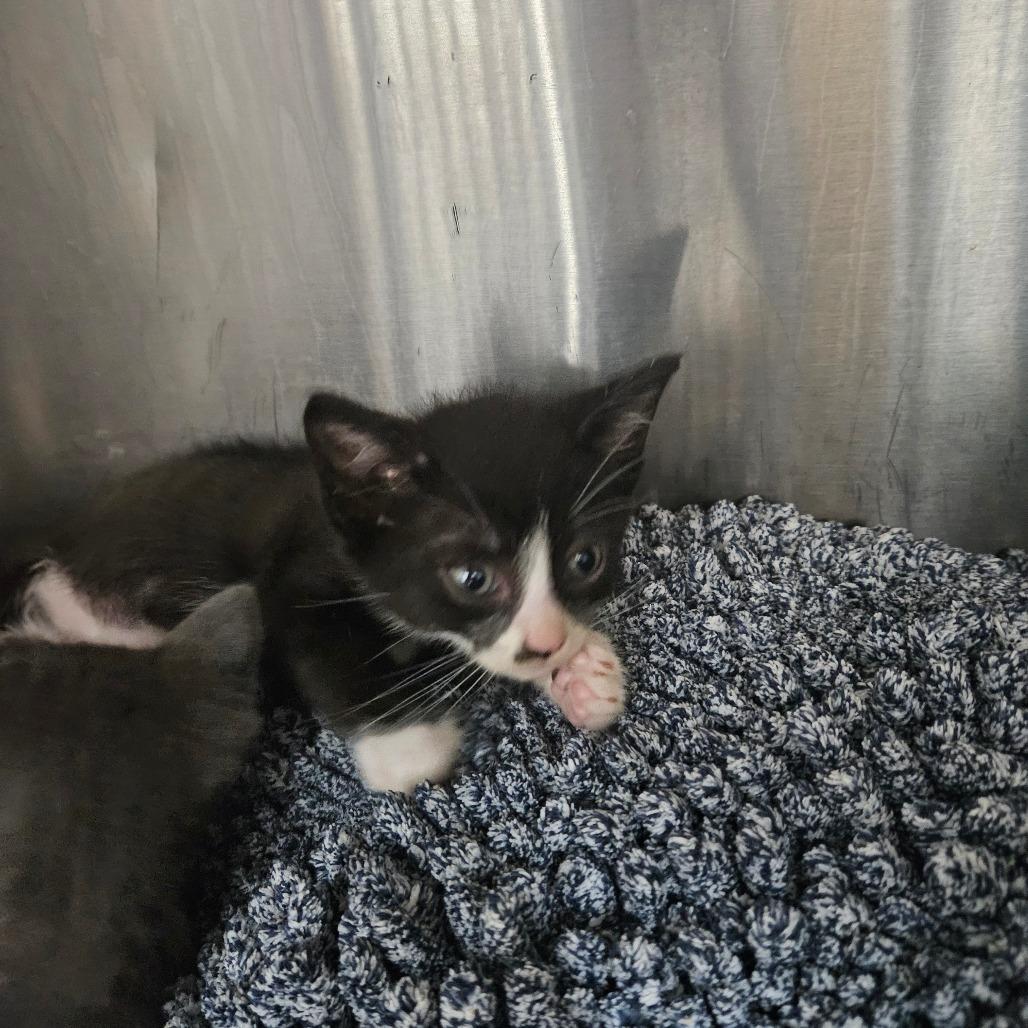 Enlarge Piano, a Adoptable Domestic Short Hair in Ridgely, MD image 5/6