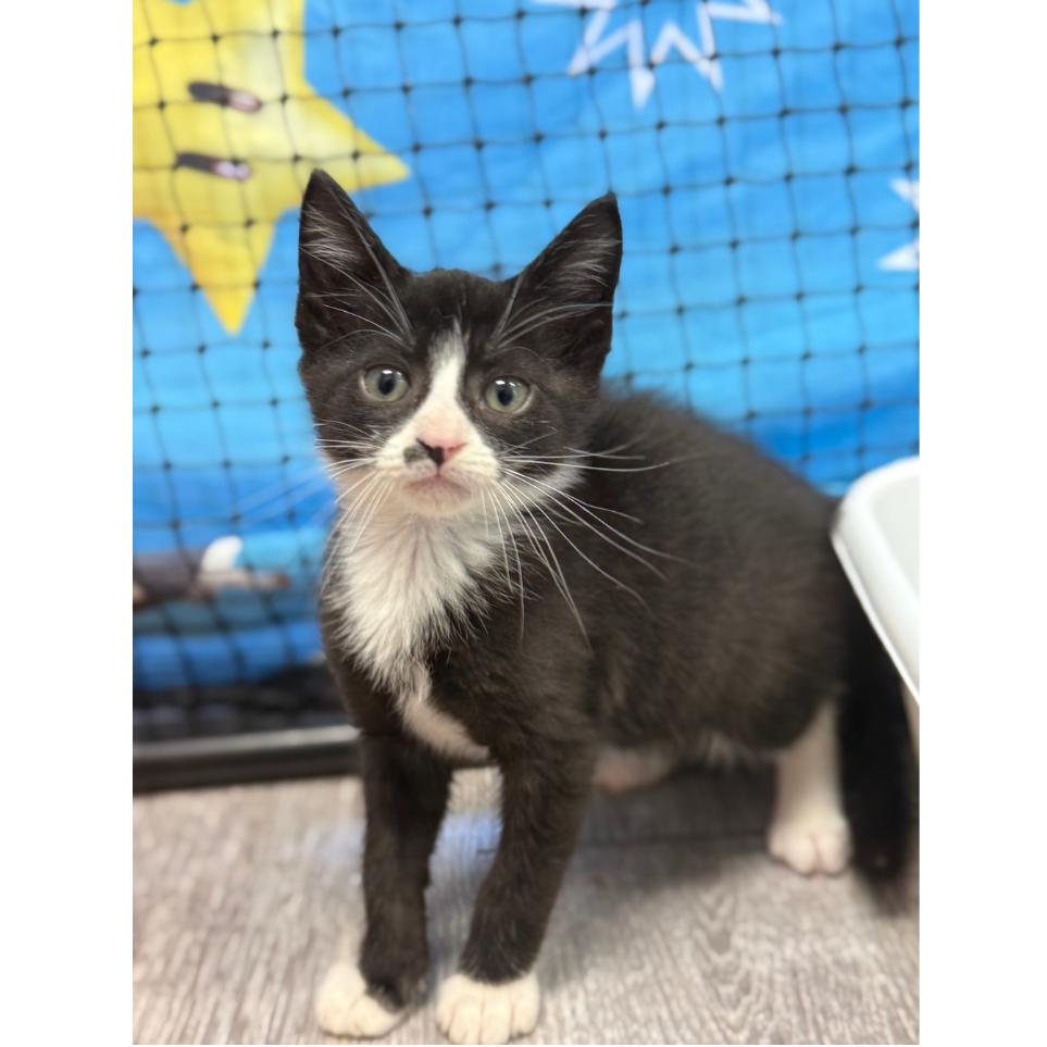 Enlarge Piano, a Adoptable Domestic Short Hair in Ridgely, MD image 6/6
