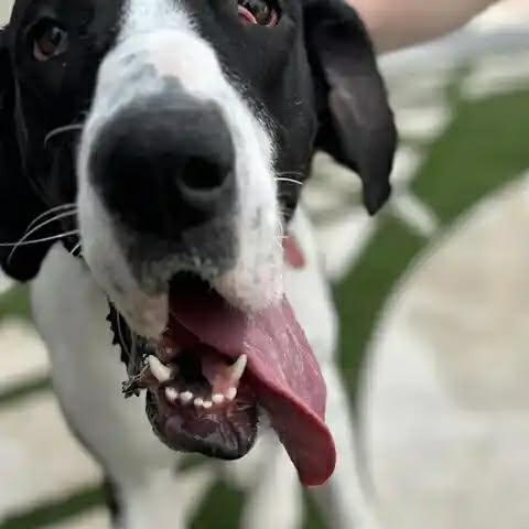 Payson, Adoptable, Adult Female Great Dane.