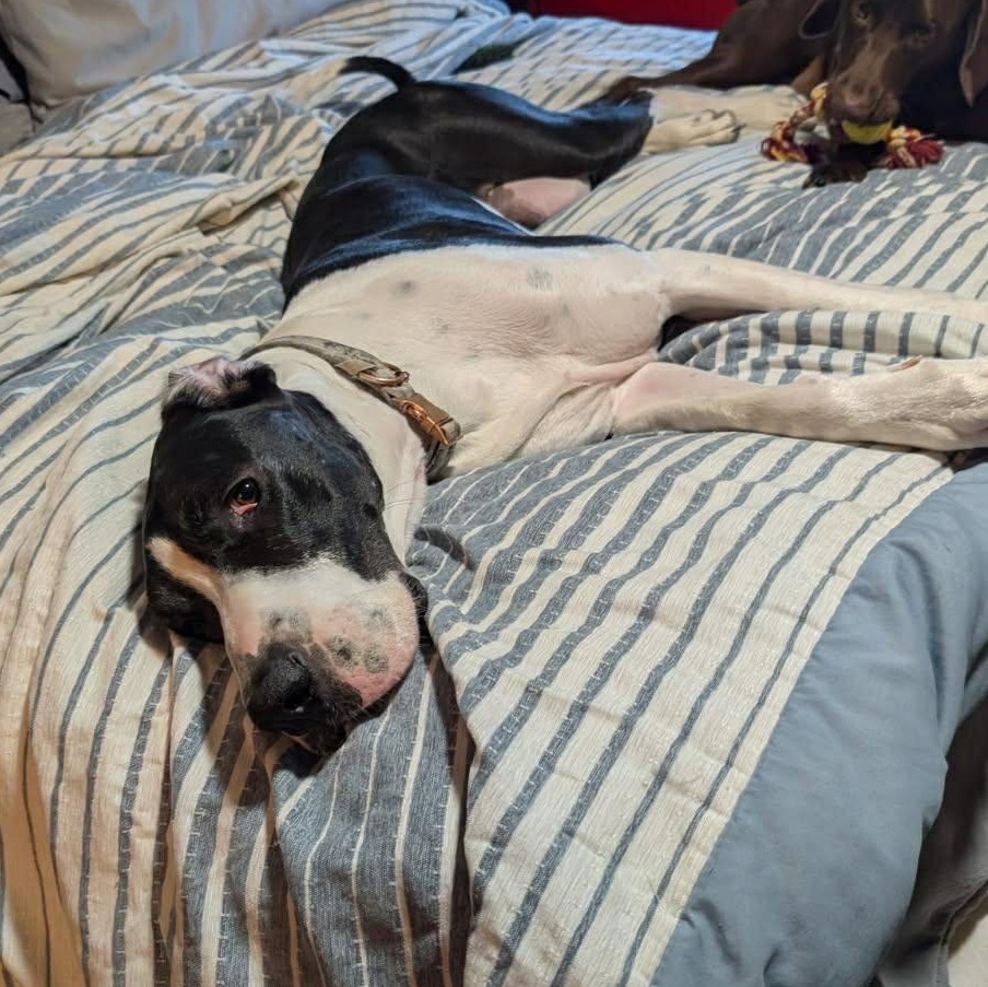 Enlarge Payson, a Adoptable Great Dane in Mesa, AZ image 2/5