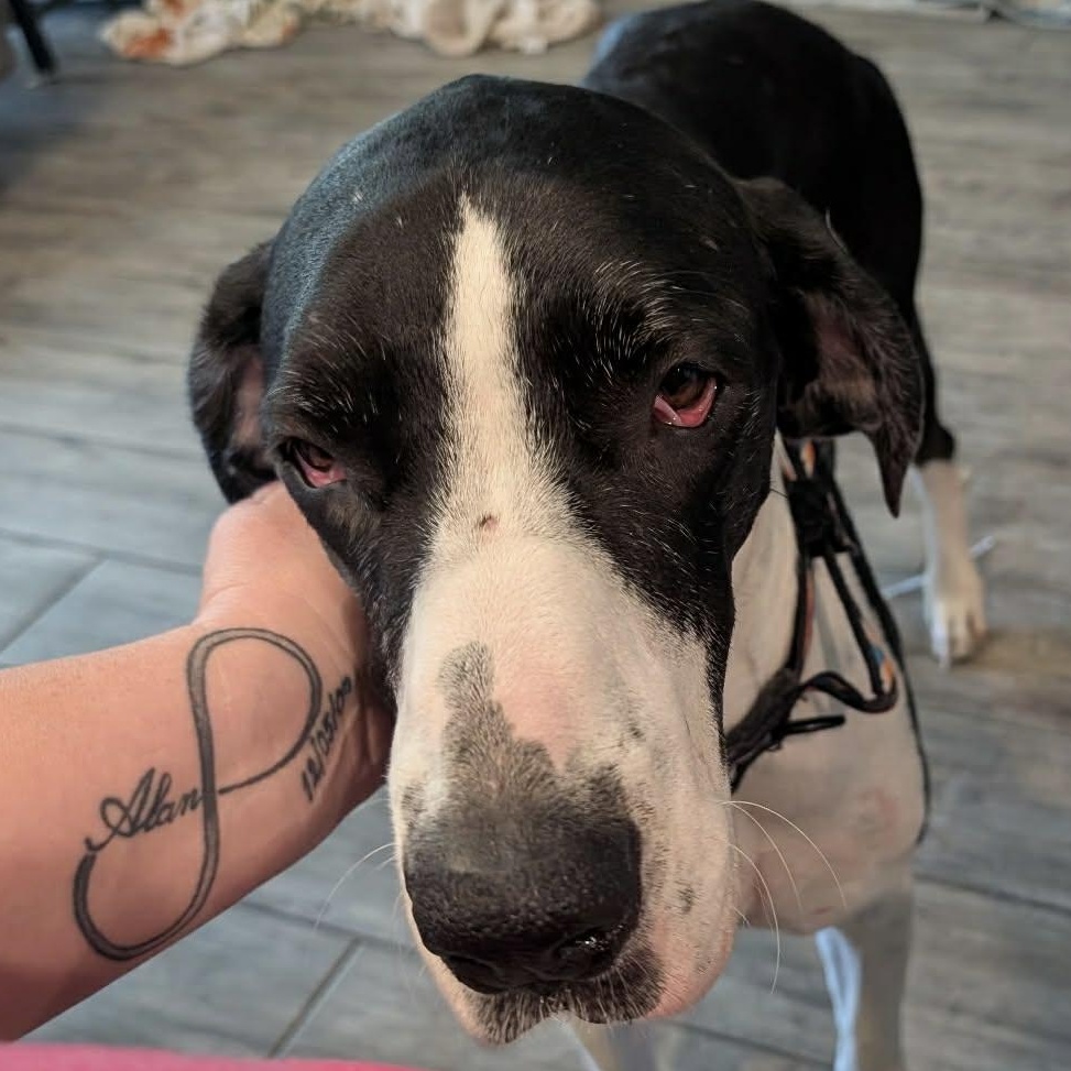 Enlarge Payson, a Adoptable Great Dane in Mesa, AZ image 3/5