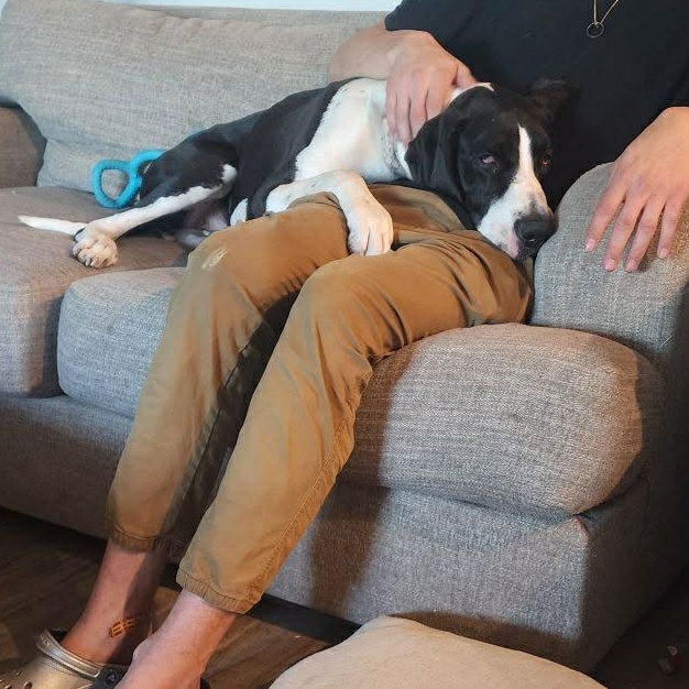 Enlarge Payson, a Adoptable Great Dane in Mesa, AZ image 5/5