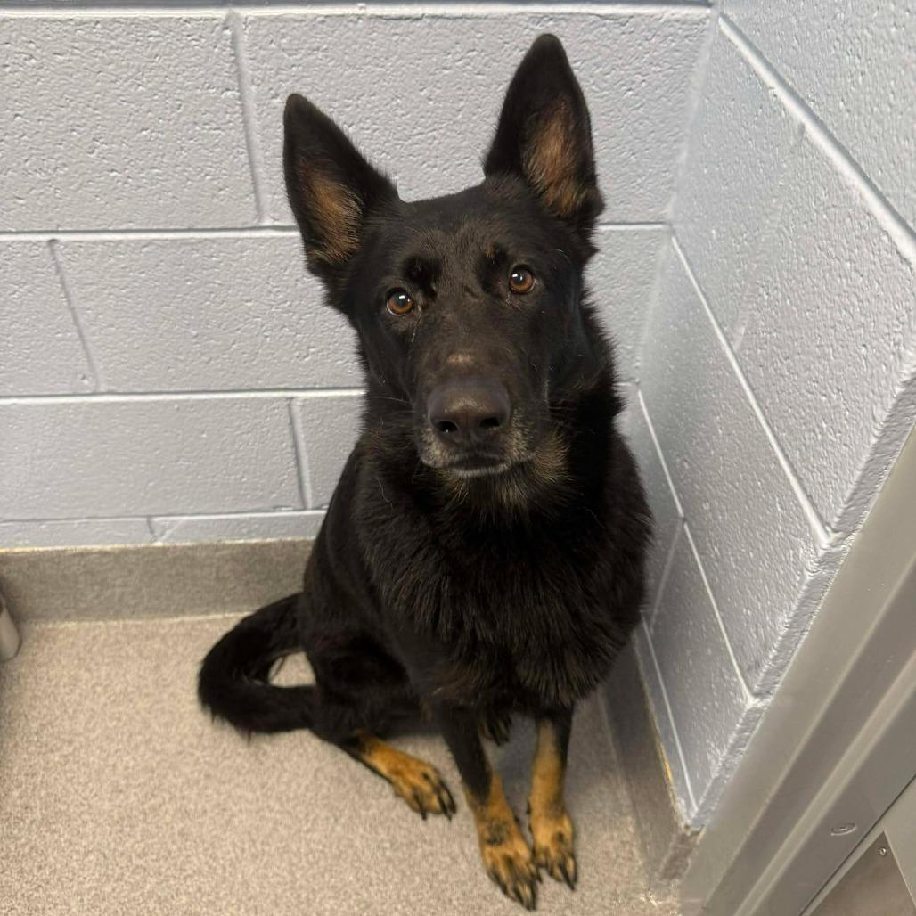 Enlarge Gingersnap, a Adoptable German Shepherd Dog in Martinsville, VA image 1/6