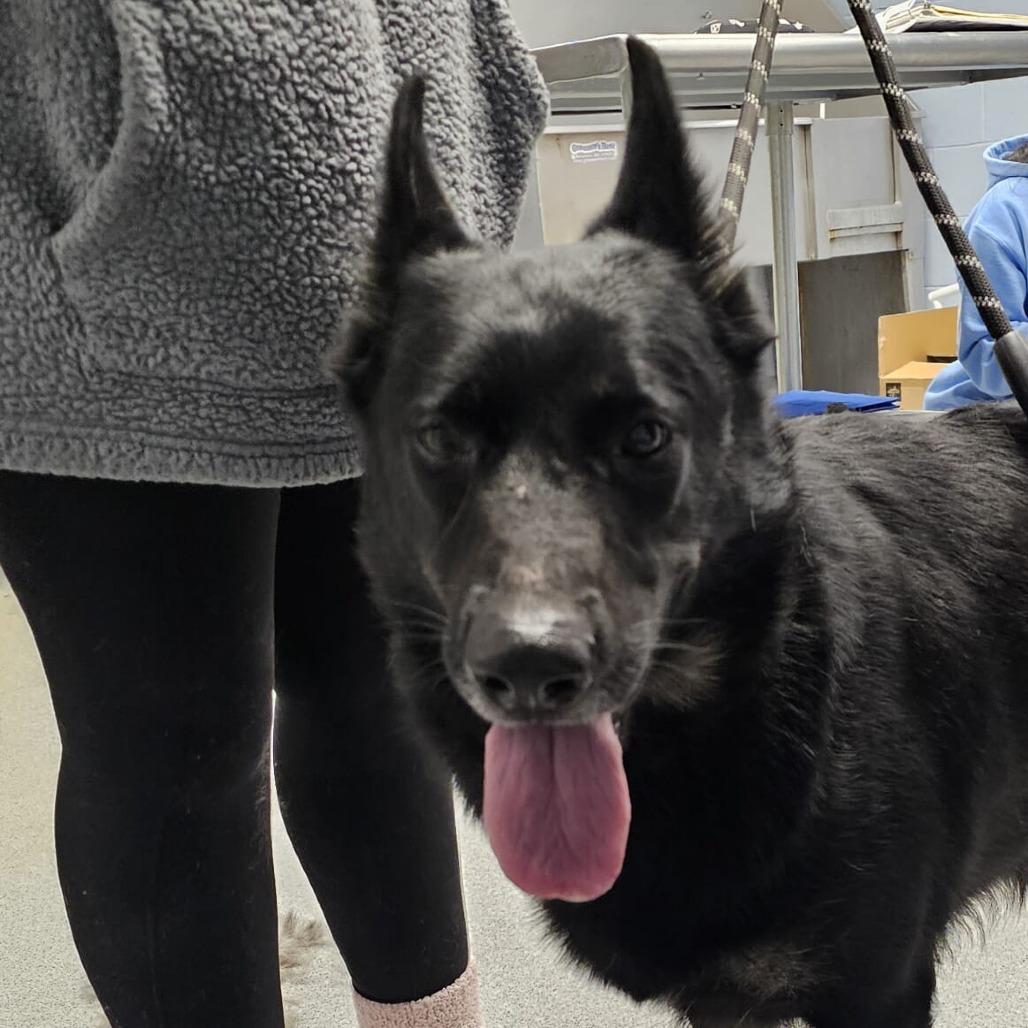 Enlarge Gingersnap, a Adoptable German Shepherd Dog in Martinsville, VA image 2/6