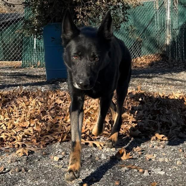 Enlarge Gingersnap, a Adoptable German Shepherd Dog in Martinsville, VA image 3/6